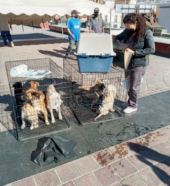 ENCUENTRAN NUEVO HOGAR 25 MASCOTAS DEL CACF DURANTE EL ADOPTA FEST