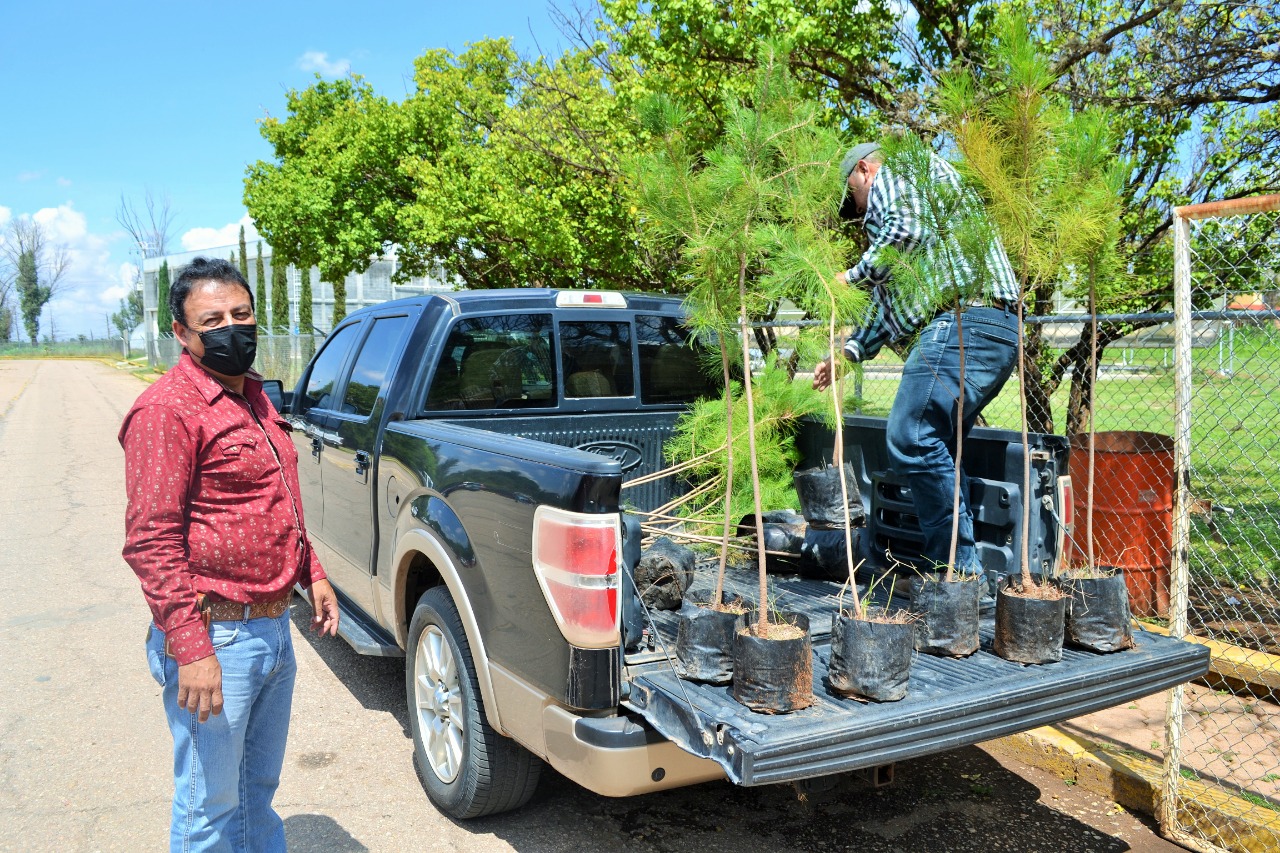 Mantiene Gobierno de Zacatecas producción de 750 mil plantas de árboles para reforestación