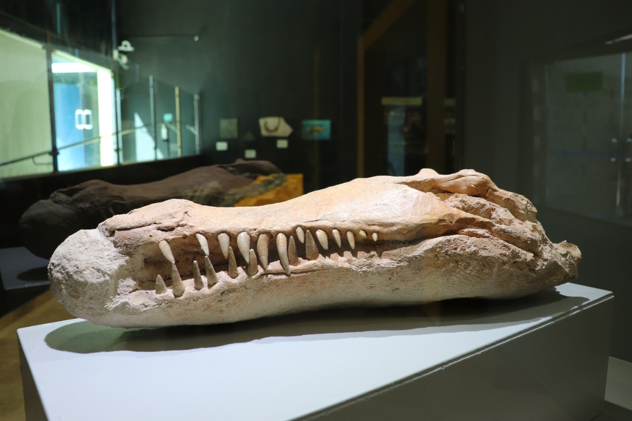 Ofrece Gobierno de la Transformación entrada gratuita al Zigzag del 24 al 31 de diciembre por vacaciones navideñas