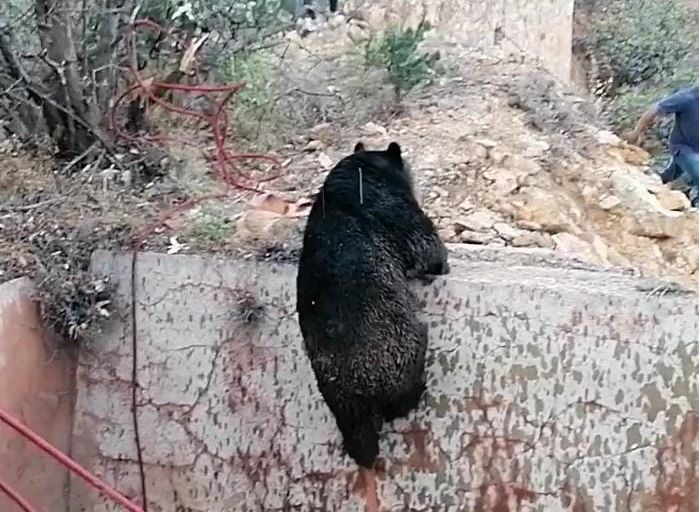Autoridades estatales y municipales rescatan a osa salvaje del fondo de una pileta