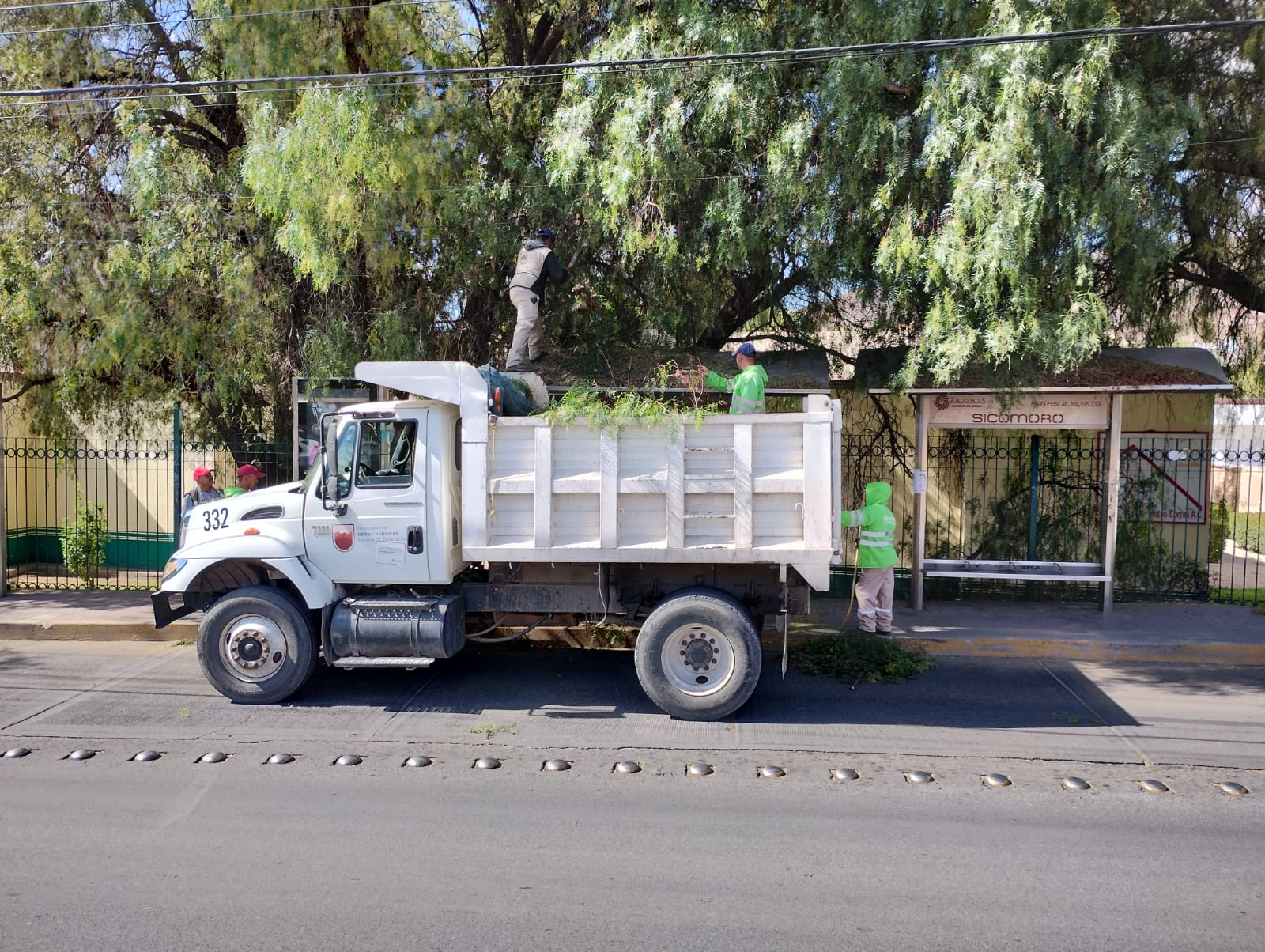Continúa Gobierno de Zacatecas con mantenimiento de camellones y áreas verdes en la capital