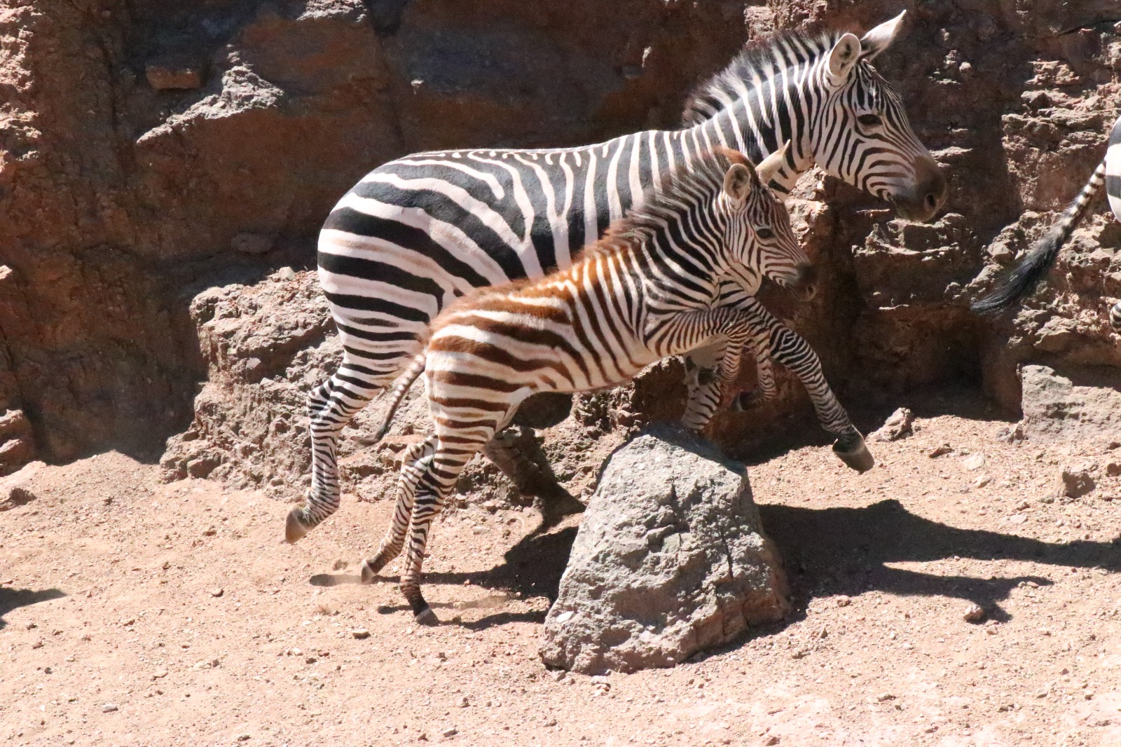 Nace cebra en el Zoológico de La Encantada; convocan a infantes a concursar para ponerle nombre