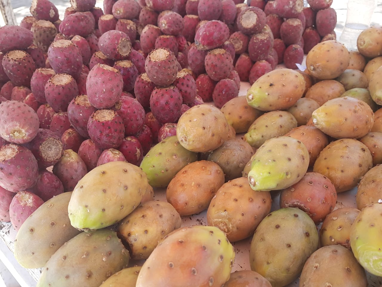 Tunas zacatecanas, una dulce manera de cuidar la salud