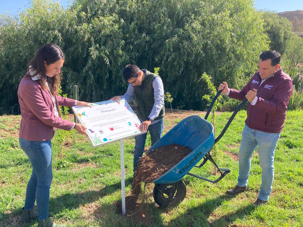 Establece Gobierno del Estado jardín polinizador en Quantum con apoyo del Fondo Mundial para la Naturaleza