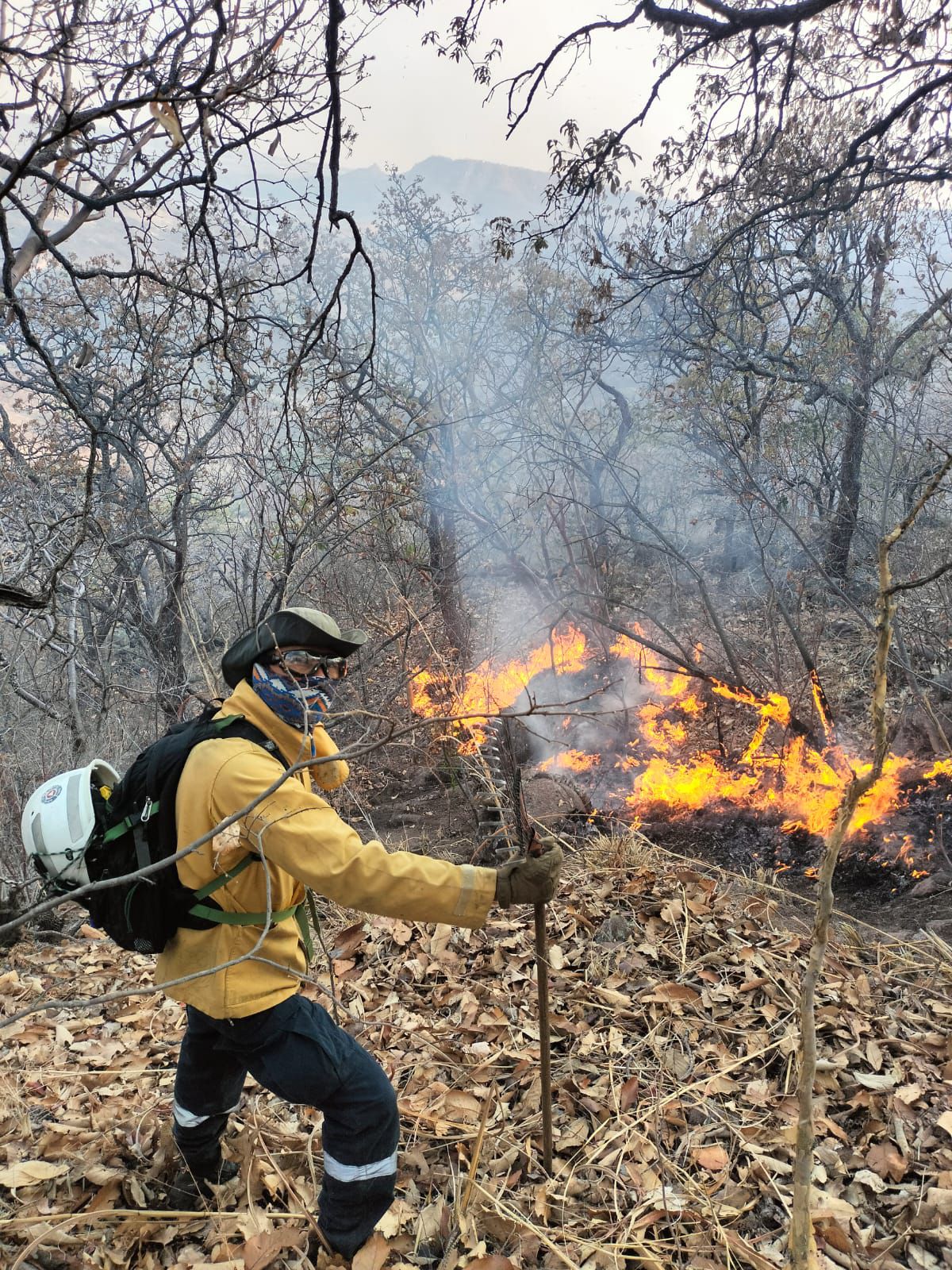 Avanza extinción de incendios forestales en Teúl de González Ortega, Monte Escobedo y Valparaíso