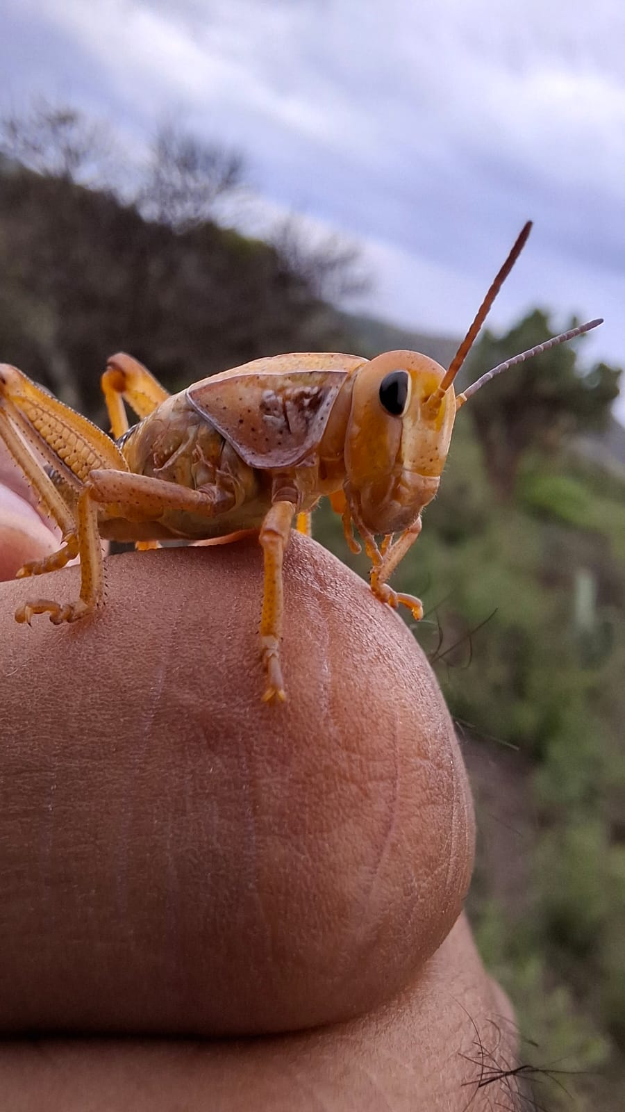 Atiende Gobierno de Zacatecas plaga de chapulín en nueve municipios&nbsp;&nbsp; 
