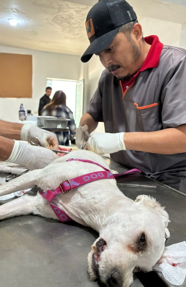 Zacatecas impulsa campaña intermunicipal de esterilización para fortalecer el bienestar animal